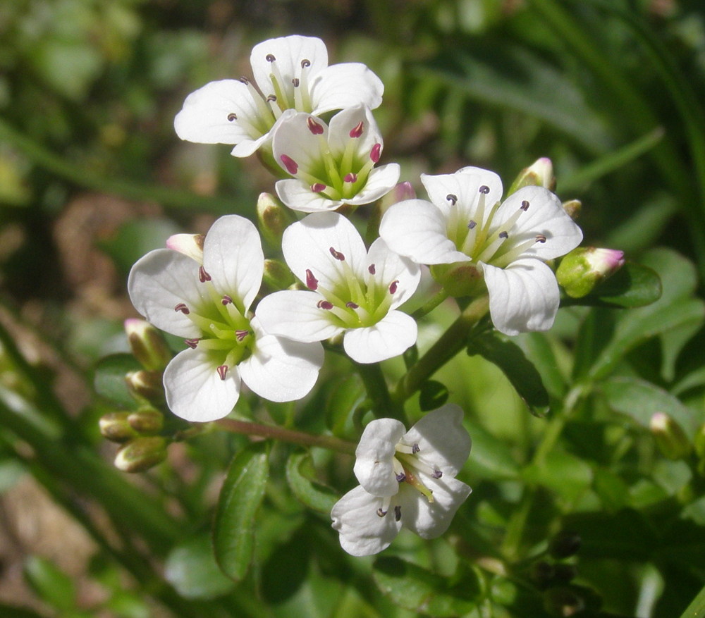 Cardamine amara (Brassicaceae)